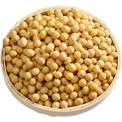 齐齐哈尔农家黄豆6斤豆浆豆芽
