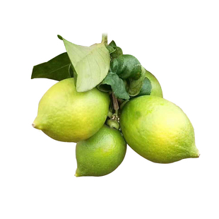 新鲜5斤包邮无籽广东香水柠檬青柠檬小果现摘直发二级果