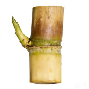 正宗广西水果黑皮甘蔗红皮甘蔗种苗高产盘栽甘蔗种子种植苗籽优良