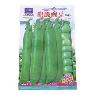 新鲜荷兰豆现摘甜豌豆荚农家自种当季时令蔬菜脆豆角