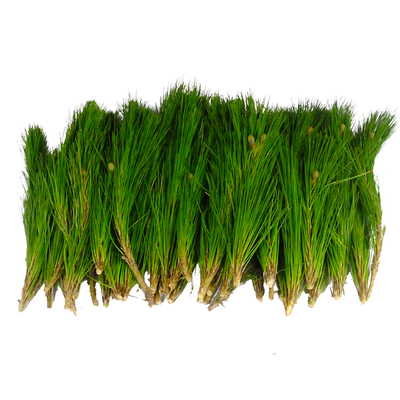 新鲜松树枝新鲜水培家居瓶插花