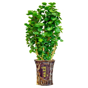 金钱兜福禄桐大型绿植盆栽客厅高级感金钱树发财树办公室内旺宅树