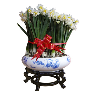 漳州水仙花盆栽礼盒【种好带花苞瓷盆带木座】加水既待开元宵花期