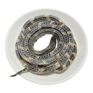 正宗三蛇一龟泡酒中药材龟蛇酒一龟三蛇酒 眼镜蛇干乌梢蛇银环蛇