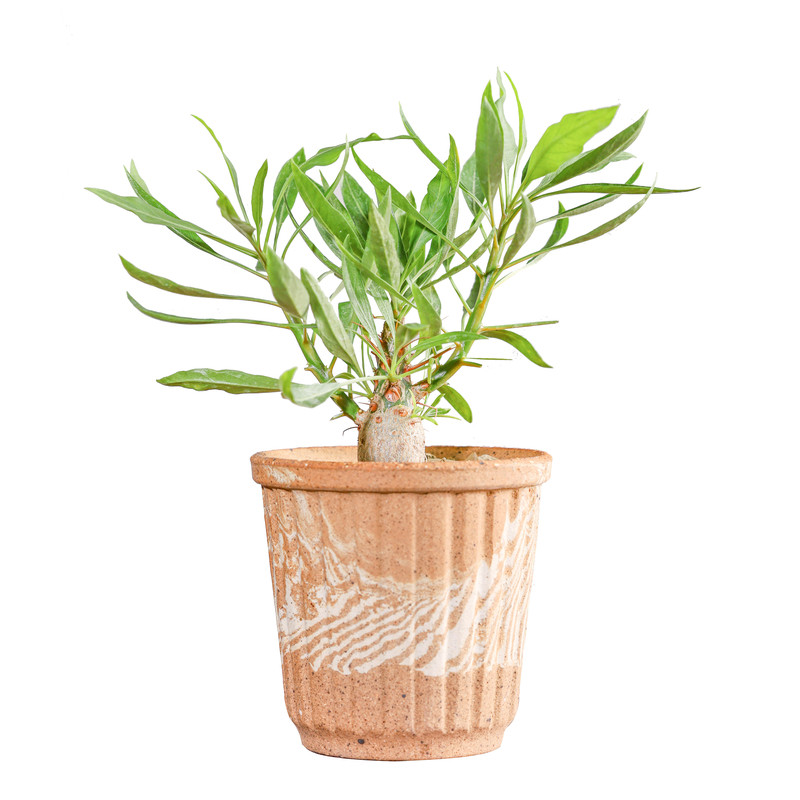 【朴原】紫福桂花/普氏福桂花 Fouquieria purpusii 家庭盆景绿植