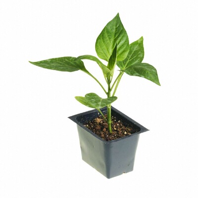 山东寿光五彩甜椒苗穴盘苗带土球