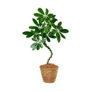 咖虎茉莉花盆栽室内花卉客厅办公室桌面绿植鸭脚木净化空气好养
