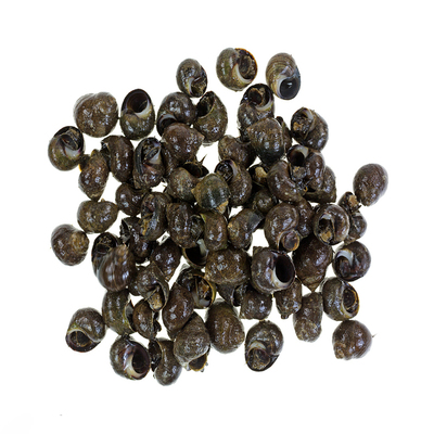 千岛湖原生态淡水田螺肉质鲜嫩