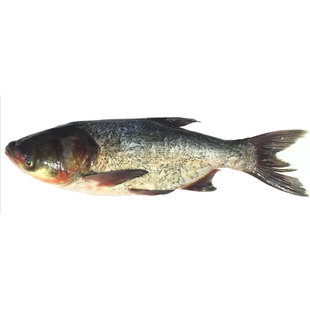 微山湖原生态花鲢鲜活胖头鳙鱼新鲜活鱼大头鱼活花鲢现杀乌鲢黑鲢