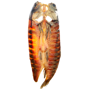 湖北特产青鱼干整条风干鱼腊鱼淡水大青鱼咸鱼干货农家自制干鱼块