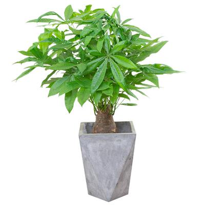 粗杆发财树盆栽室内招财基地直发