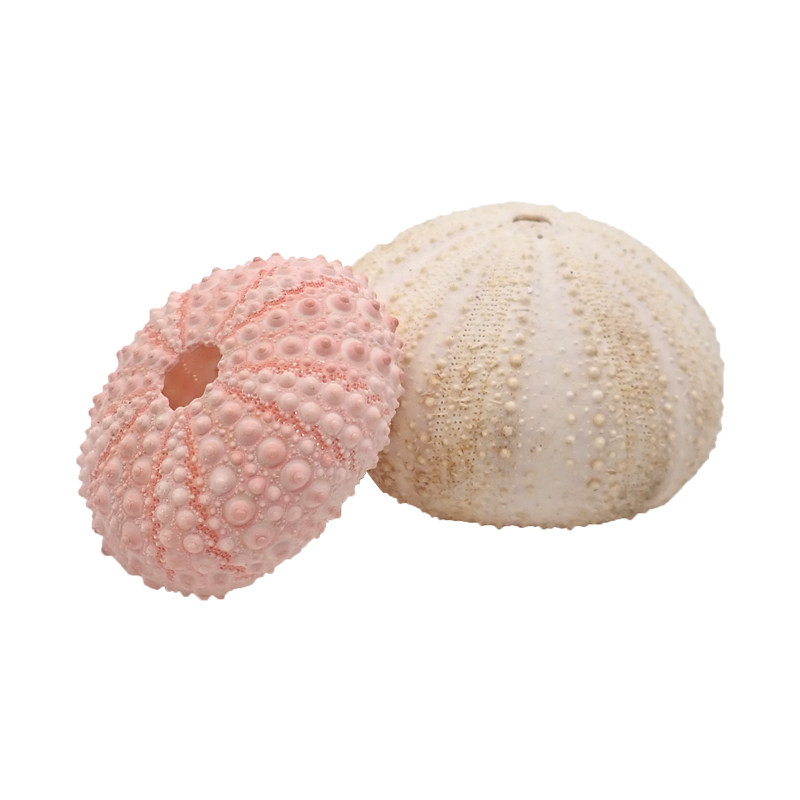 寄居蟹装饰海胆海星～造景装饰可食用补钙营养可爱造型粉色额紫色