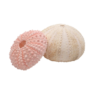 寄居蟹装饰海胆海星～造景装饰可食用补钙营养可爱造型粉色额紫色