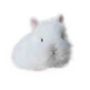 宠物兔活物进口荷兰侏儒兔二代双血统单血统垂耳兔纯种茶杯兔活体