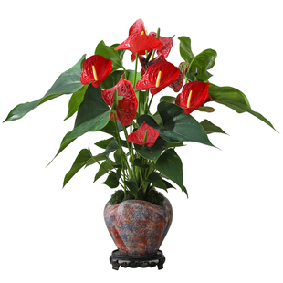 红掌盆栽室内客厅植物办公室工位桌面绿植花卉懒人四季好养活盆景