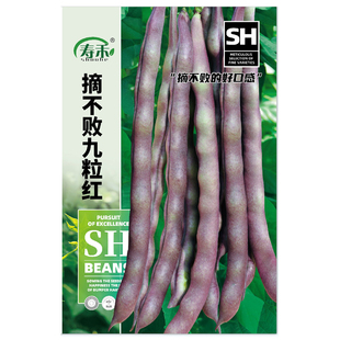 九粒红芸豆种子种籽孑秋豆角架豆扁豆八月忙四季豆摘不败白不老