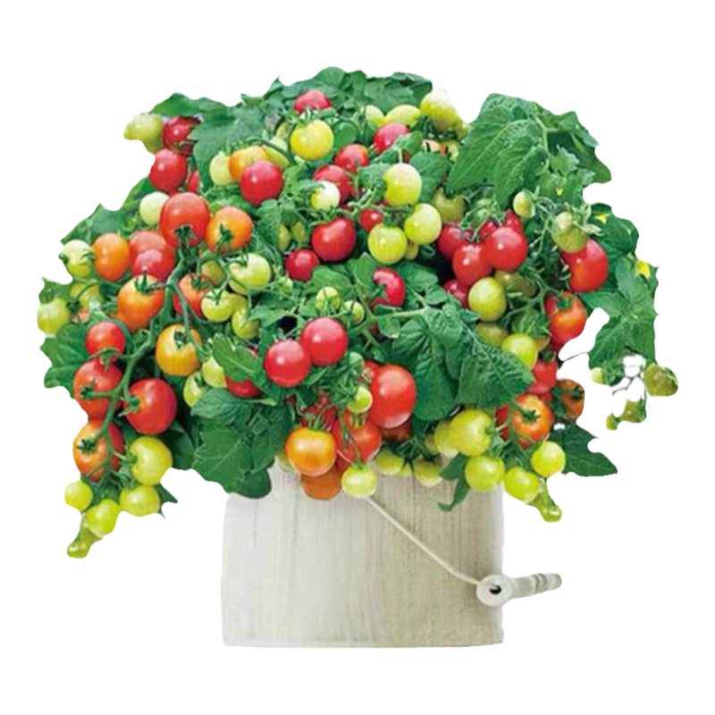 黄矮生番茄秧苗小黄番茄苗子四季