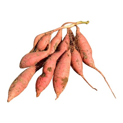 山东五莲糖心蜜薯烟薯25