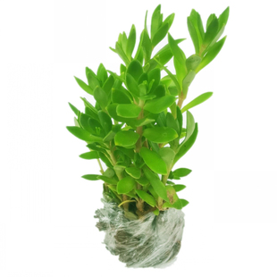 垂盆草可食用野菜正宗中药材蛇丹草吊兰绿化垂盘草盆栽狗牙瓣