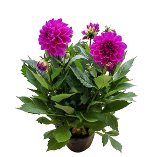 斗南绿植大丽花小丽花庭院盆栽带花发货多色可选云南昆明斗南发货