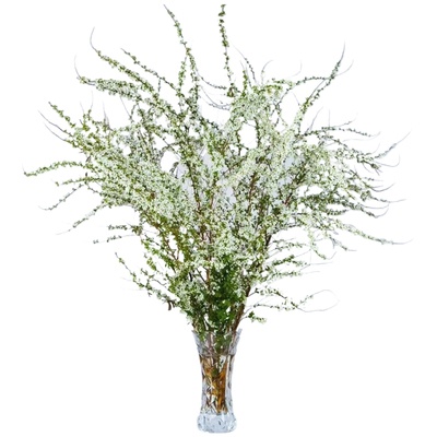 【云南基地直发】雪柳花当天鲜切