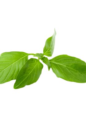 荆芥菜种籽大叶籽四季种子河南