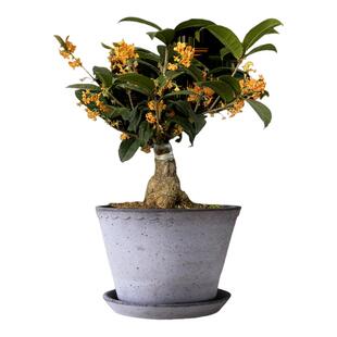 红天香台阁桂花树苗盆栽老桩盆景花卉植物室内阳台四季开老桩