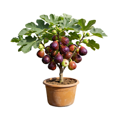 无花果树果苗特大果矮化地栽盆栽