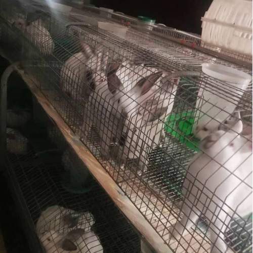自动化兔笼 新型热镀锌繁殖笼免清粪  品型繁育笼 双层欧式兔笼