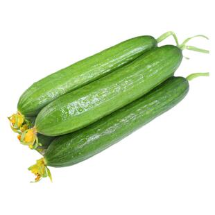 嫁接黄瓜苗水果青瓜种子孑种籽秧蔬菜苗大全旱菜苗南方春季秧苗