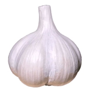 大蒜瓣种子长蒜苔头蒜种蒜苗大白皮干蒜农家蒜米种子