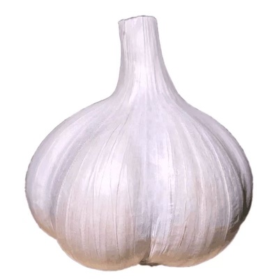 大蒜种阳台室内种植头蒜瓣种苗