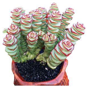 钱串锦子多头群生老桩多肉植物大小盆栽精品高端盆景花卉绿植室内