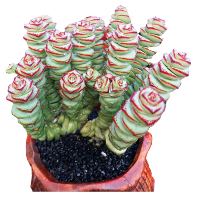 钱串锦子多头群生老桩多肉植物大小盆栽精品高端盆景花卉绿植室内