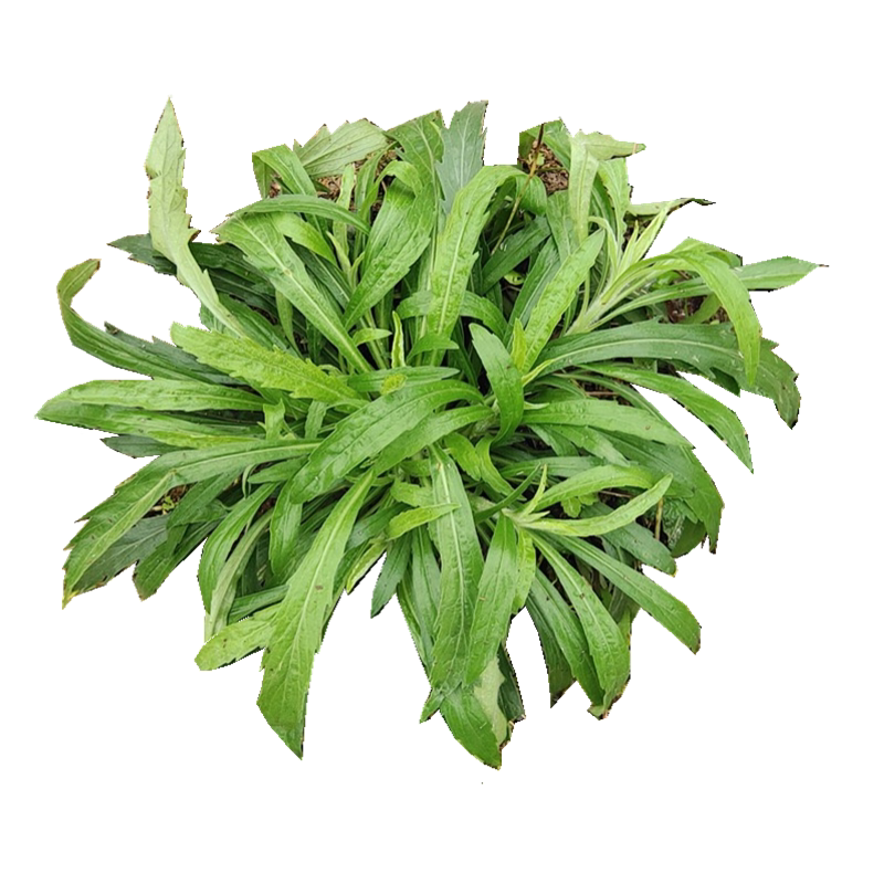 小蓬草草药小白酒菊拿大飞蓬贵州