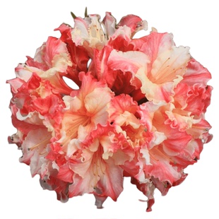 虹越进口落叶杜鹃盆栽苗粉绣球好养映山红庭院花园耐寒好养大苗