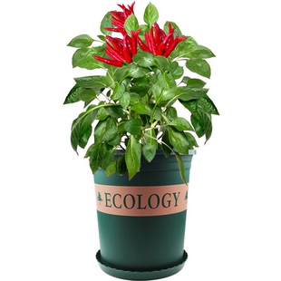 四季辣椒苗秧苗特辣朝天椒小米椒苗高产薄皮青椒彩椒盆栽蔬菜苗