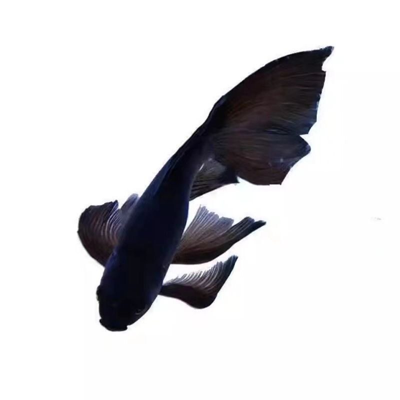 易养皮实黑色鱼冬天不加热