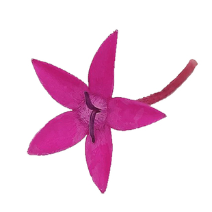 新鲜五星花 莺罗花 繁星花 餐饮冷盘摆盘装饰鲜花酒店西餐厅日料