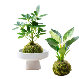 苔藓球水培植物桌面花卉办公室绿植盆栽花卉净化空气客厅懒人好养