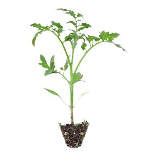 沙瓤口感大粉番茄苗秧老品种水果西红柿秧子四季播种阳台盆栽菜苗