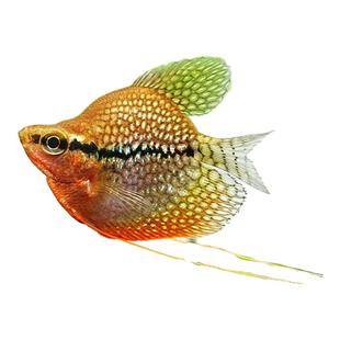 鱼官儿丝足鱼蓝曼龙球黄金马甲球珍珠马甲吃蛋白虫好养耐活观赏鱼