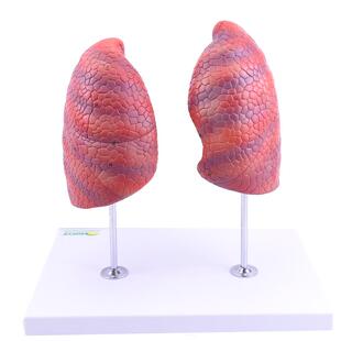 ENOVO颐诺医学人体肺段肺解剖模型 健康肺吸烟禁烟呼吸系统肺段胸外科呼吸科模型肺分段分叶胸外科胸透CT教学