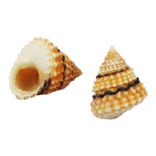 天然海螺贝壳金塔玉黍螺寄居蟹替换壳鱼缸造景收藏摆件标本小塔螺