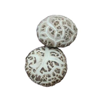 大花菇食用菌特产大香菇随州