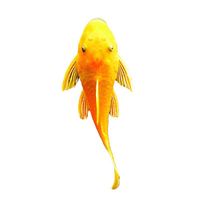清洁鱼黄金胡子底栖鱼观赏鱼