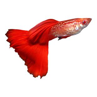 银河红尾蛇纹日本蓝红尾血红蛇纹大背孕母观赏鱼热带鱼凤尾鱼种鱼