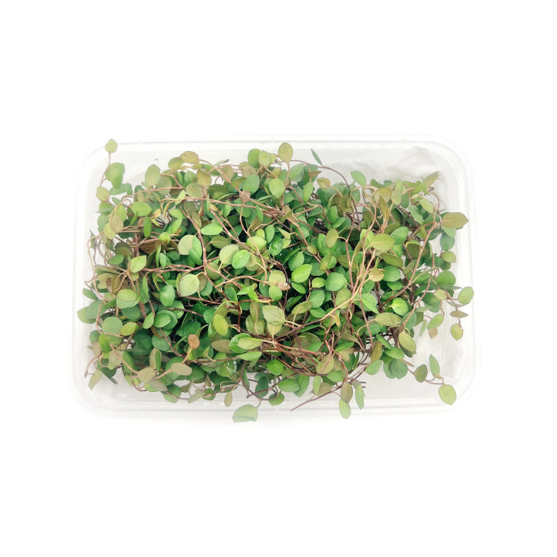 新鲜采摘花草摆盘蛋糕装饰叶子