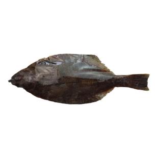 大连海鲜新鲜鼓眼鱼蝶鱼豆鼓鱼比目鱼油煎炸烤炖片鱼冷冻大偏口鱼