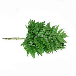 新鲜芒叶 杨子叶 羊齿叶新鲜到货 食用花酒店饭店西餐摆盘装饰